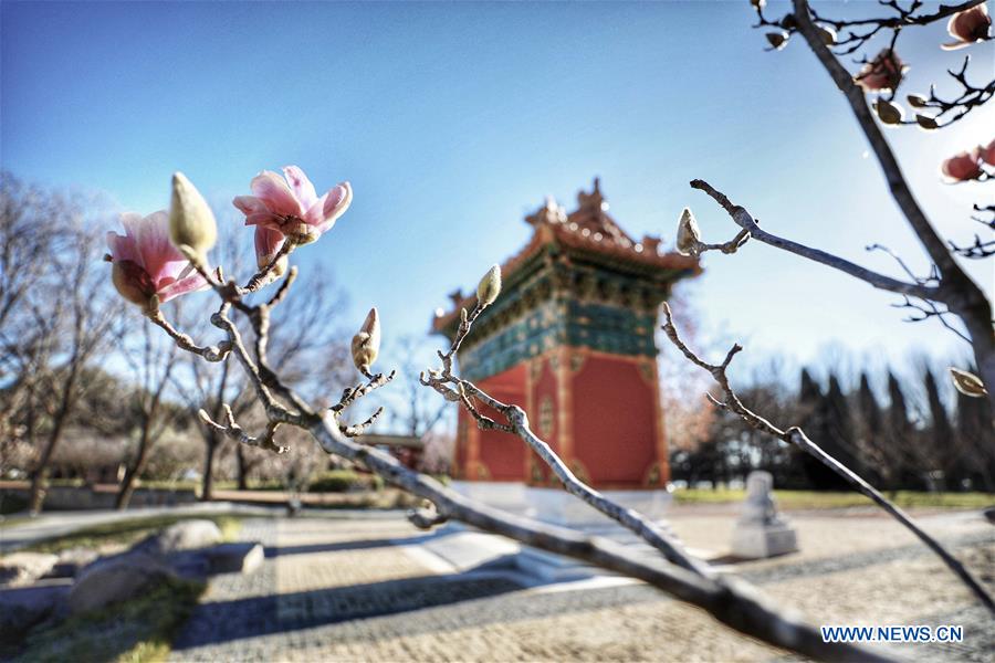 AUSTRALIA-CANBERRA-BEIJING GARDEN-SPRING