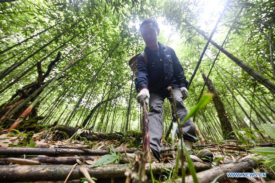 CHINA-CHONGQING-NANCHUAN-BAMBOO SHOOTS-COLLECTOR (CN)