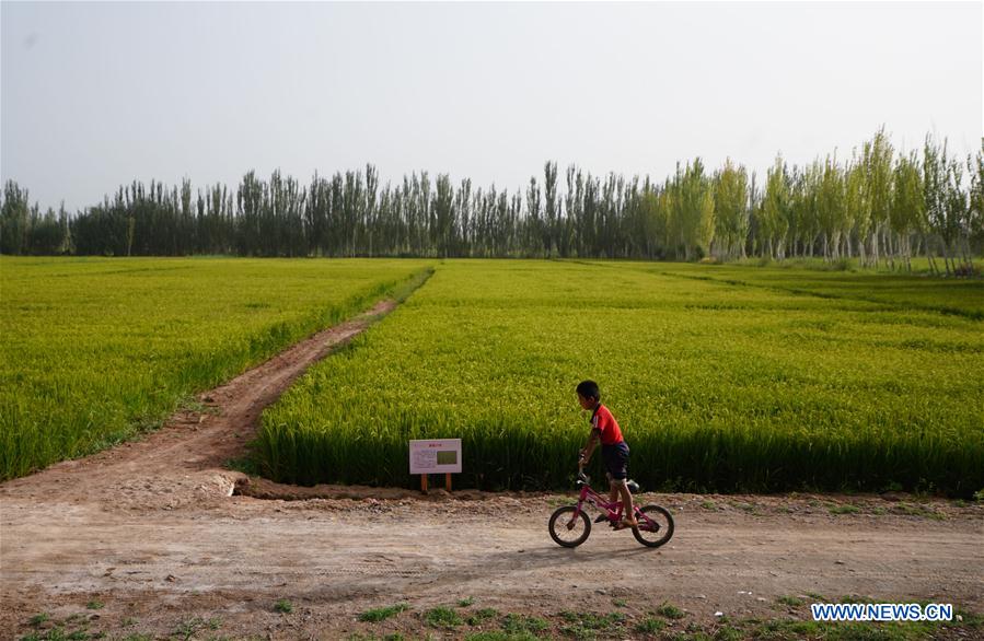 CHINA-XINJIANG-PAHTAKLA-ENVIRONMENT IMPROVEMENT (CN)