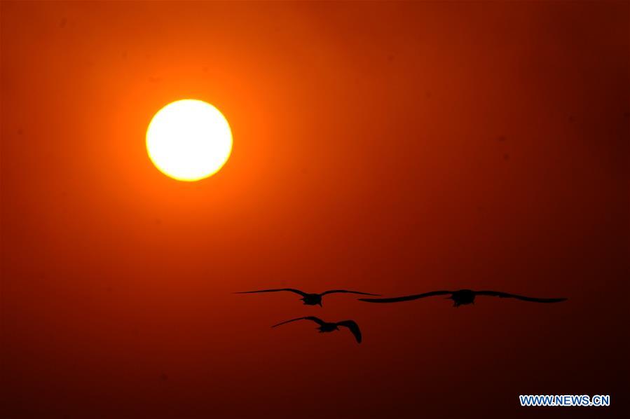 KUWAIT-KUWAIT CITY-SUNSET-BIRDS