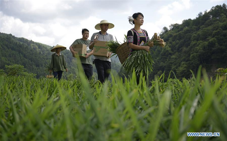 CHINA-HUNAN-MOBILE INTERNET-AGRICULTURE (CN)