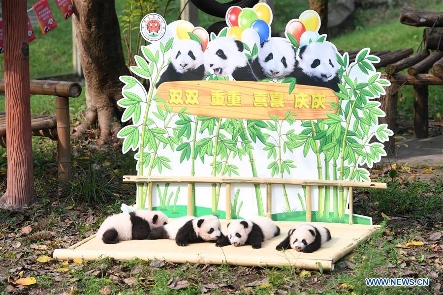 CHINA-CHONGQING-GIANT PANDA TWINS-NAMING CEREMONY (CN)