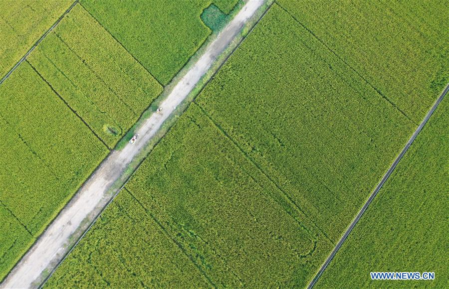 CHINA-HARVEST-AERIAL VIEW (CN)