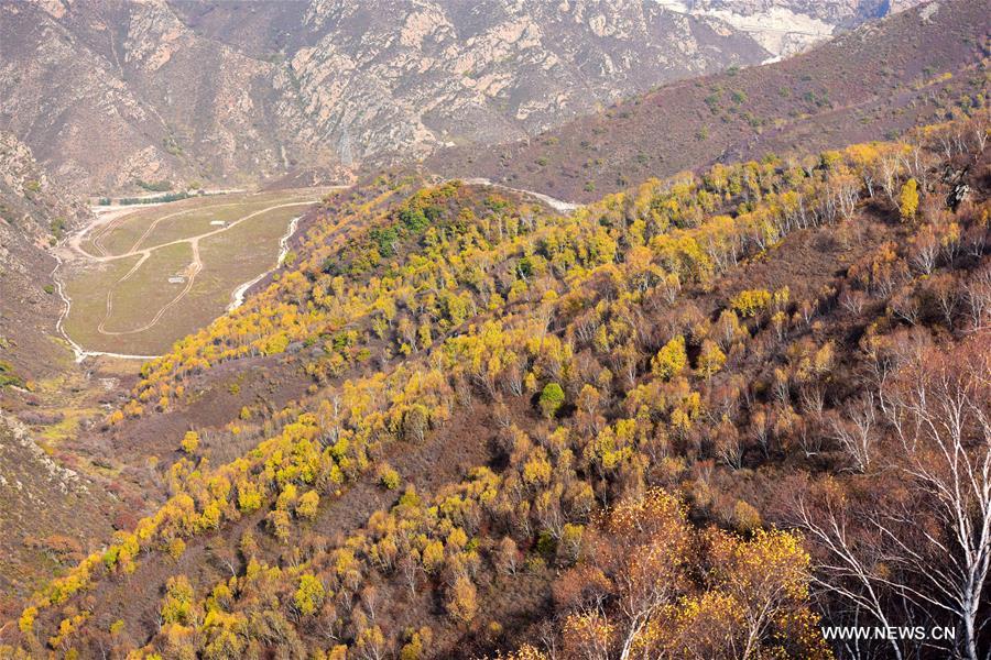 CHINA-INNER MONGOLIA-HOHHOT-AUTUMN SCENERY (CN)