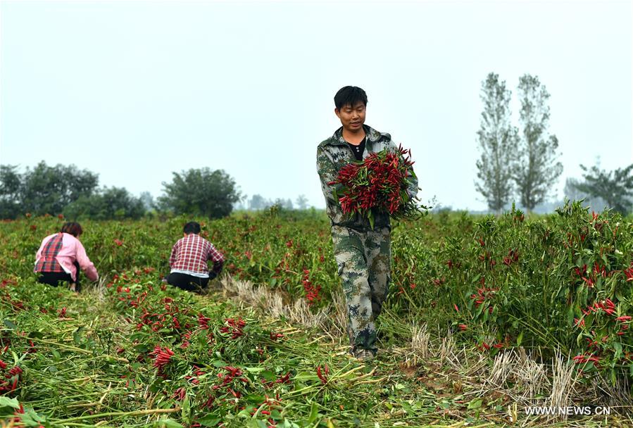 CHINA-HENAN-AGRICULTURE-CHILI PEPPER (CN)