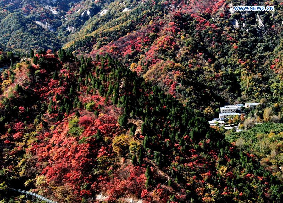 CHINA-HENAN-AUTUMN SCENERY (CN)