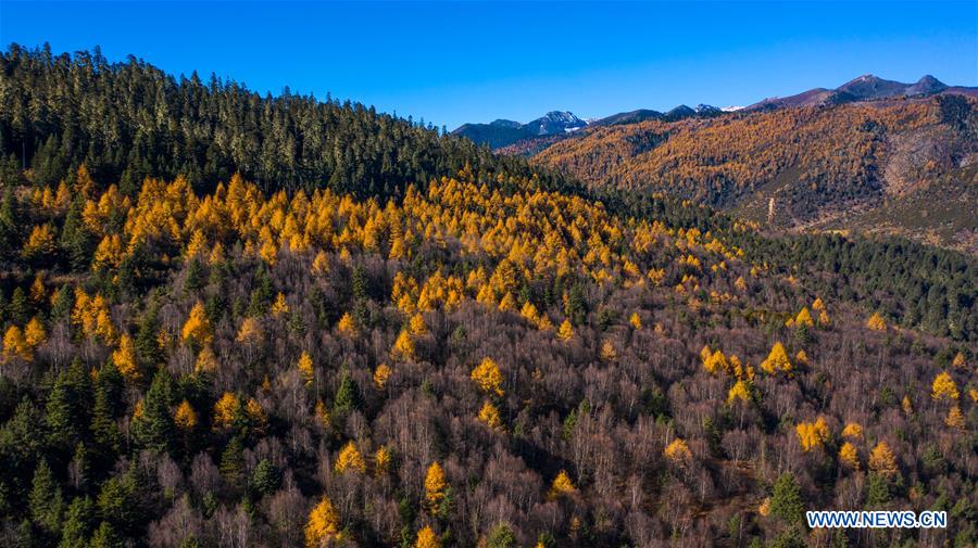 CHINA-YUNNAN-SHANGRI-LA-POTATSO NATIONAL PARK-AUTUMN SCENERY (CN)