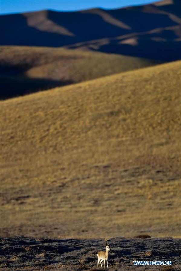 CHINA-QINGHAI-GOLOG-WILDLIFE (CN)