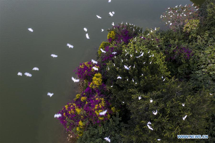 CHINA-FUJIAN-ZHANGZHOU-ENVIRONMENT-EGRETS (CN)