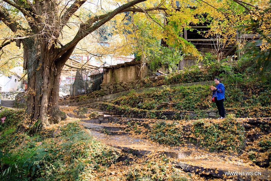 CHINA-GUIZHOU-GUIYANG-GINKGO TREE (CN)