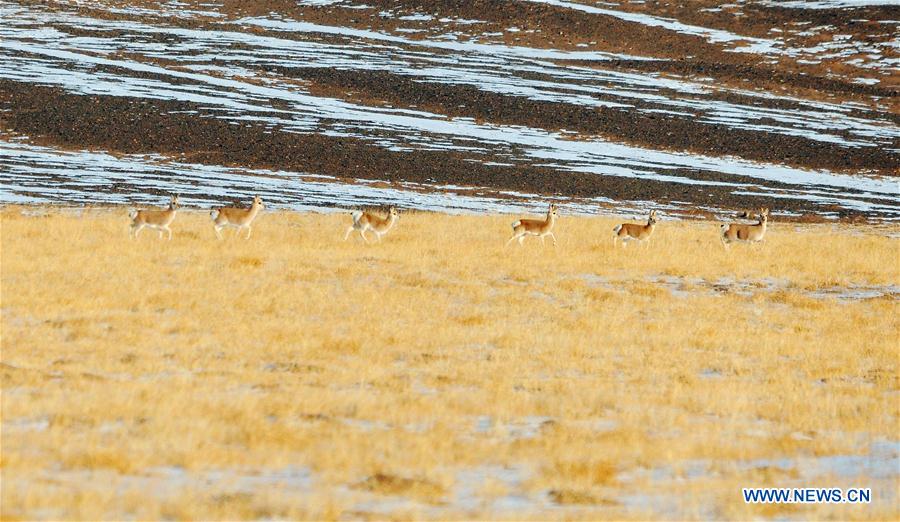 #CHINA-GANSU-GRASSLAND-ANIMALS (CN)