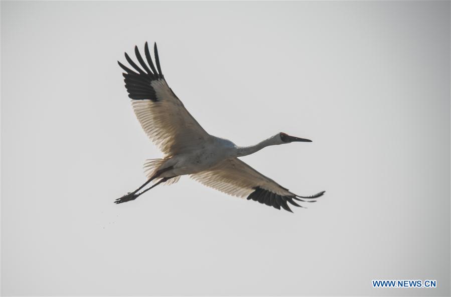 CHINA-JIANGXI-NANCHANG-WHITE CRANE (CN)