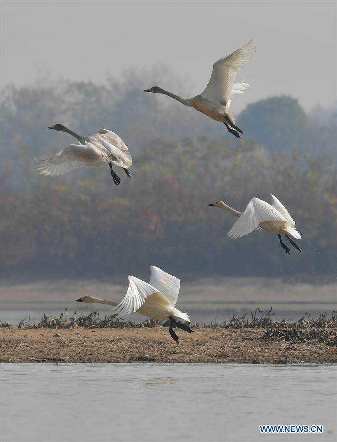 CHINA-JIANGXI-FUHE RIVER-MIGRANT BIRD (CN)