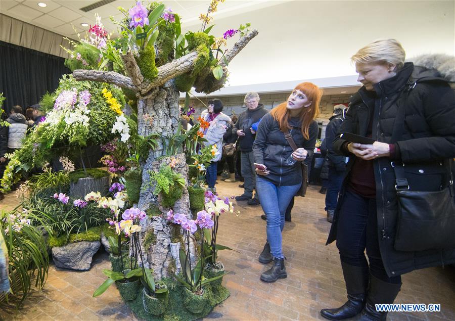 CANADA-TORONTO-ORCHID SHOW