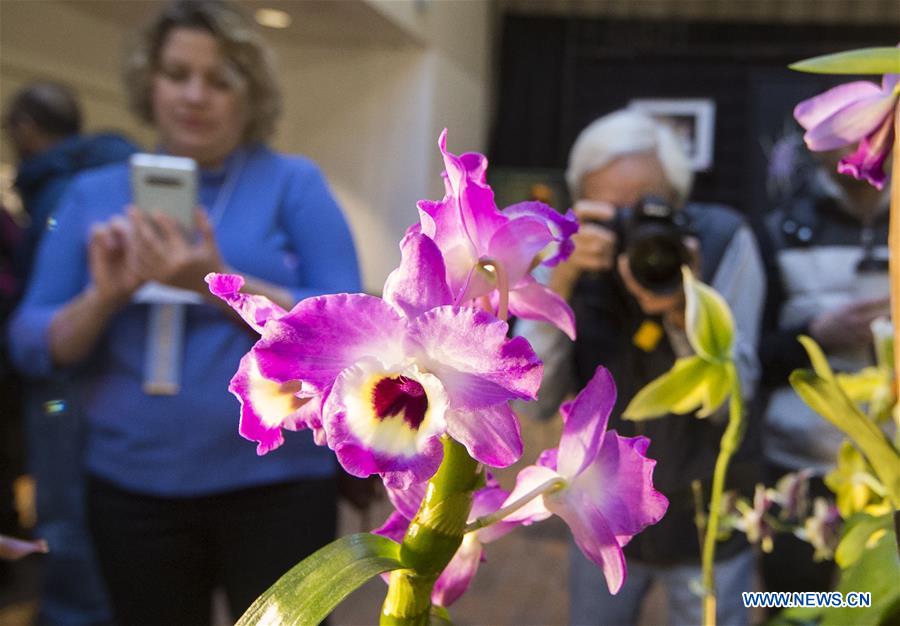 CANADA-TORONTO-ORCHID SHOW