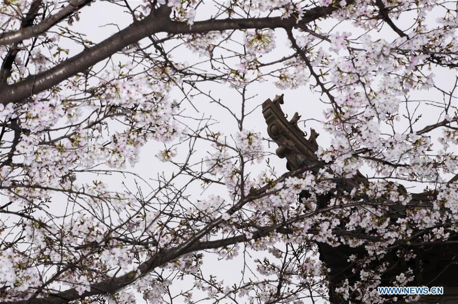 CHINA-HUBEI-WUHAN UNIVERSITY-CHERRY BLOSSOMS (CN)