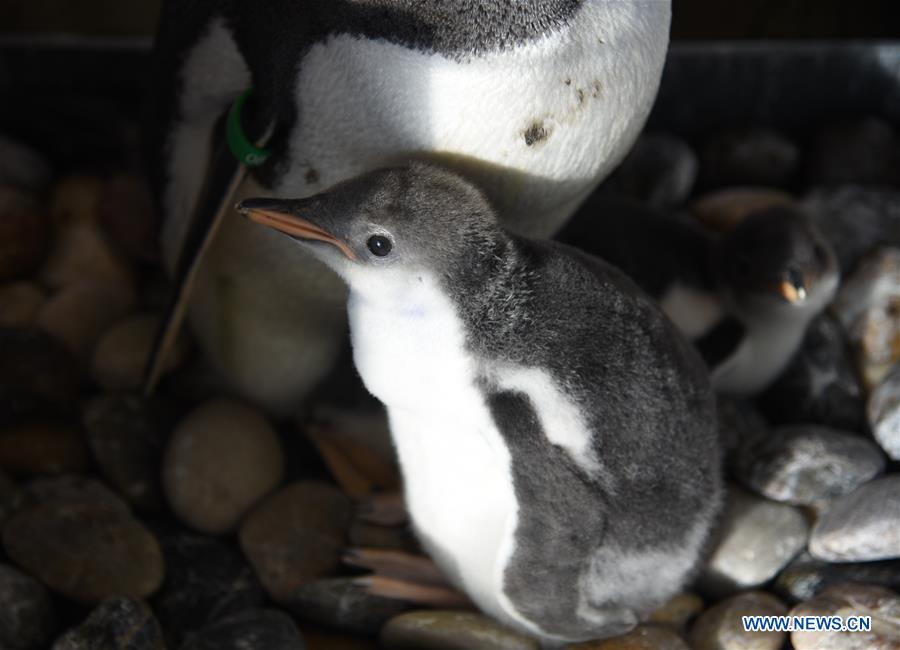 CHINA-HARBIN-POLARLAND-PENGUIN (CN)