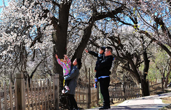 In pics: apricot flowers in Hohhot, China's Inner Mongolia