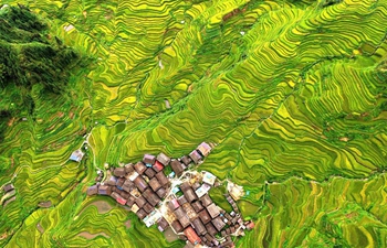 Scenery of terraced fields in S China's Guangxi