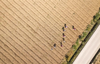 Farmers busy working on day of "Chunfen" across China