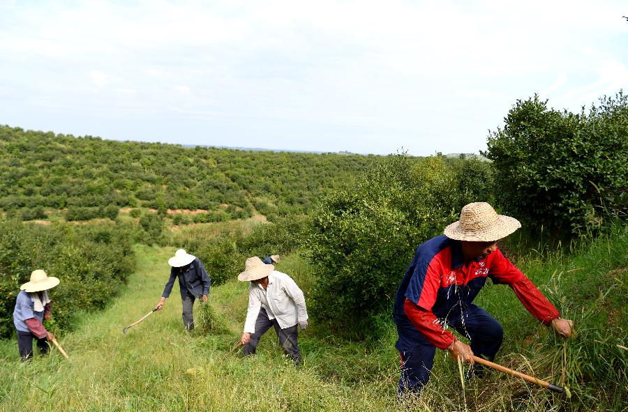 河南光山：油茶產(chǎn)業(yè)促民增收