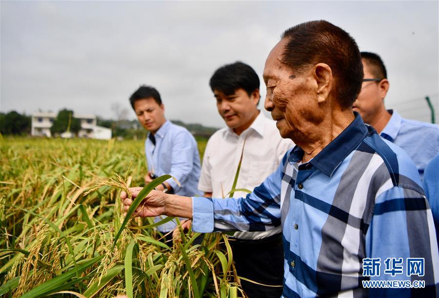 （新華視點(diǎn)·圖文互動(dòng)）（2）國(guó)家科技獎(jiǎng)3項(xiàng)授予“水稻科學(xué)家”，預(yù)示百姓飯碗將發(fā)生哪些革命？