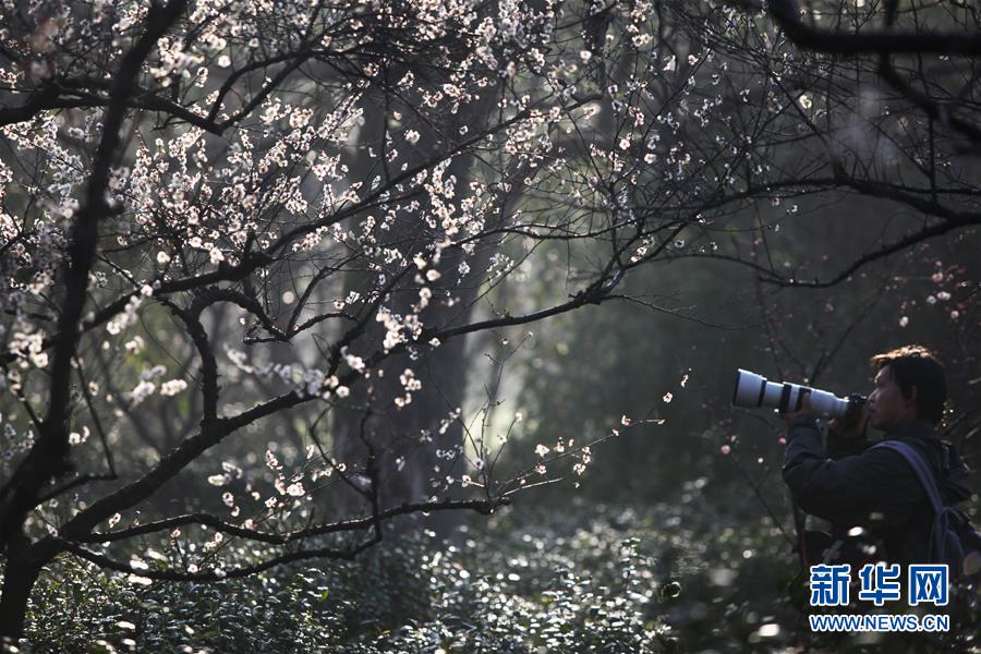 #（社會）（2）江蘇南京：梅花綻放引客來