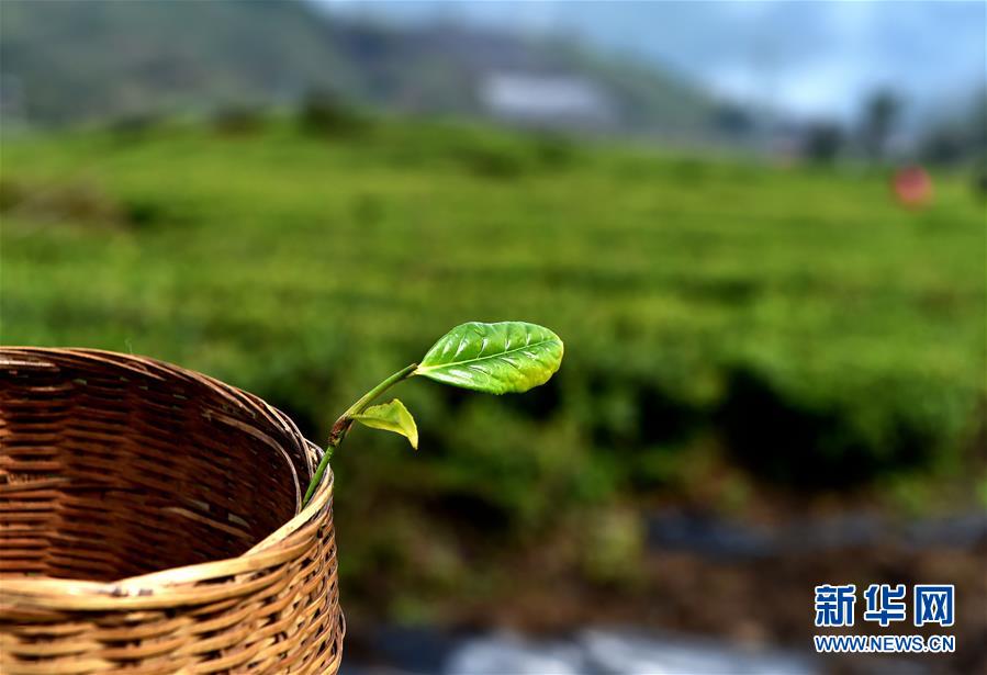 （經(jīng)濟(jì)）（6） 西藏墨脫：茶業(yè)變成致富“金葉”