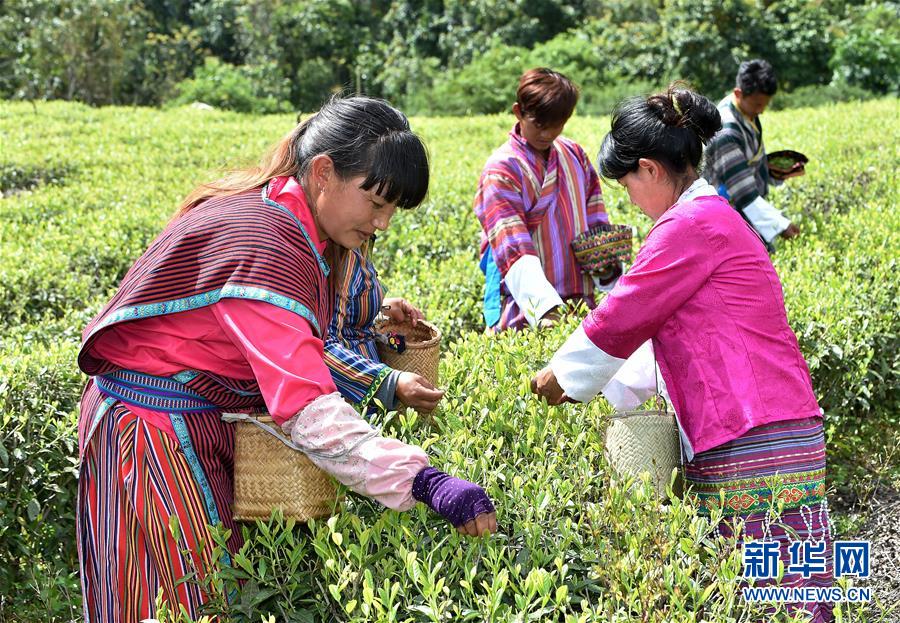 （經(jīng)濟(jì)）（3） 西藏墨脫：茶業(yè)變成致富“金葉”