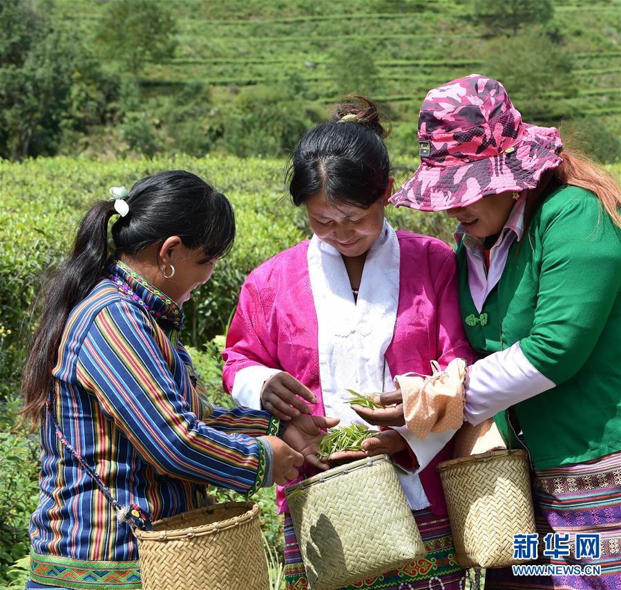 （經(jīng)濟）（2） 西藏墨脫：茶業(yè)變成致富“金葉”