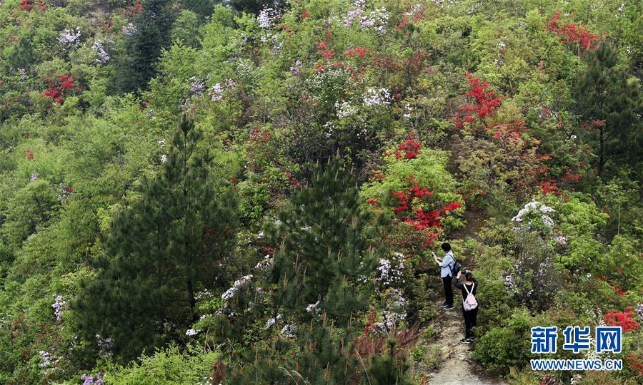 #（環(huán)境）（1）花開在四月