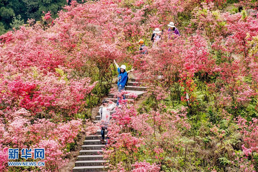 #（春季美麗生態(tài)）（3）春花盛放