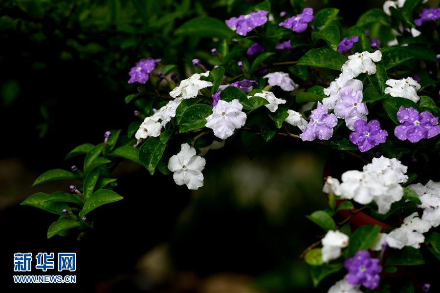 #（春季美麗生態(tài)）（5）春花盛放