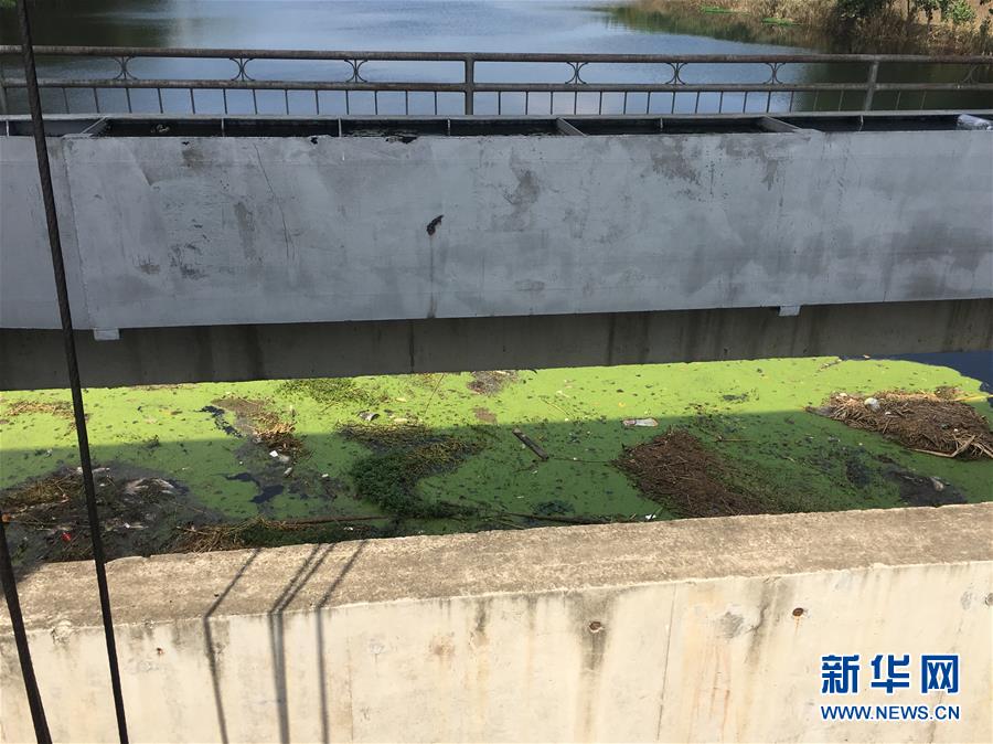 （新華視點(diǎn)·圖文互動）（2）上游洪水來襲下游魚蟹死亡，泄洪為何變泄污？