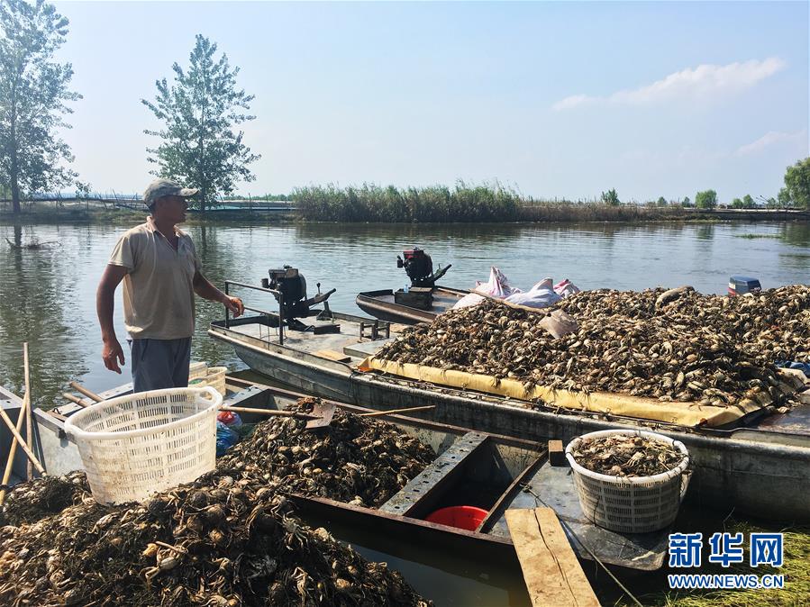 （新華視點(diǎn)·圖文互動）（1）上游洪水來襲下游魚蟹死亡，泄洪為何變泄污？