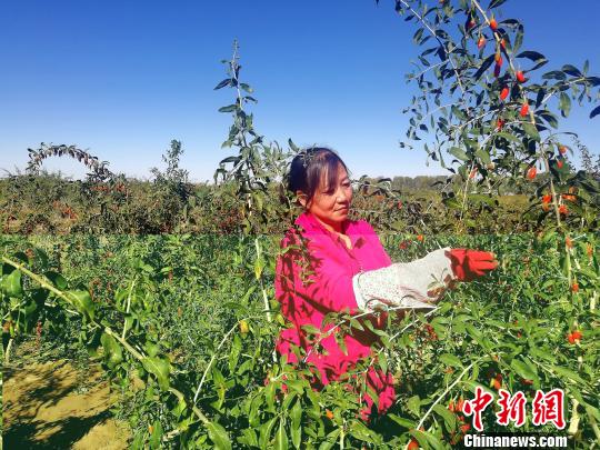 青海柴達木盆地枸杞采摘能手：不到70天掙了1萬塊