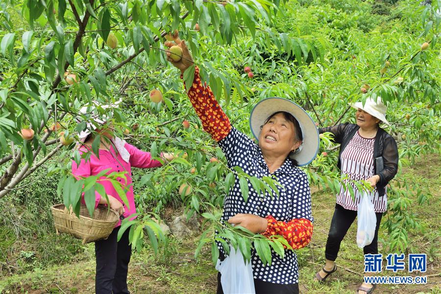 （在習(xí)近平新時(shí)代中國特色社會(huì)主義思想指引下——新時(shí)代新作為新篇章·圖文互動(dòng)）（3）湖北枝城鎮(zhèn)：片區(qū)黨建助推鄉(xiāng)村全面振興