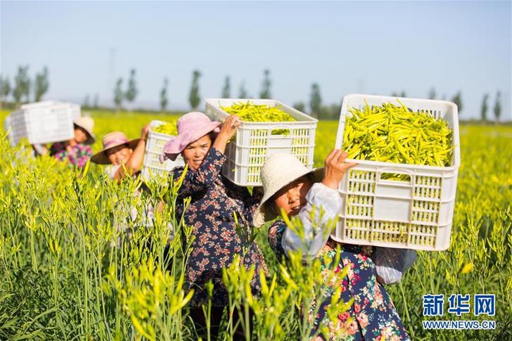 （在習(xí)近平新時(shí)代中國(guó)特色社會(huì)主義思想指引下——新時(shí)代新作為新篇章·鄉(xiāng)村振興戰(zhàn)略·圖文互動(dòng)）（1）一株忘憂草，萬家喜眉梢——山西省大同市云州區(qū)黃花產(chǎn)業(yè)扶貧觀察