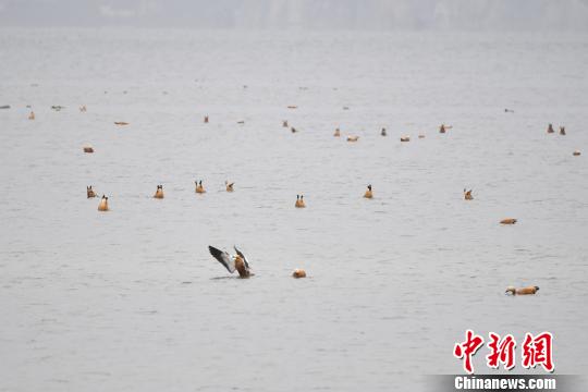 圖為在納帕海濕地棲息的候鳥?！⑷疥?攝