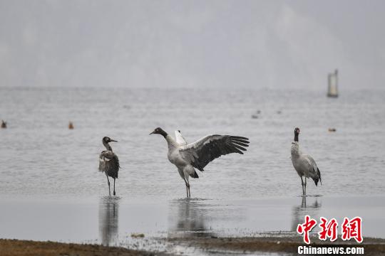 圖為在納帕海濕地棲息的黑頸鶴。　劉冉陽 攝