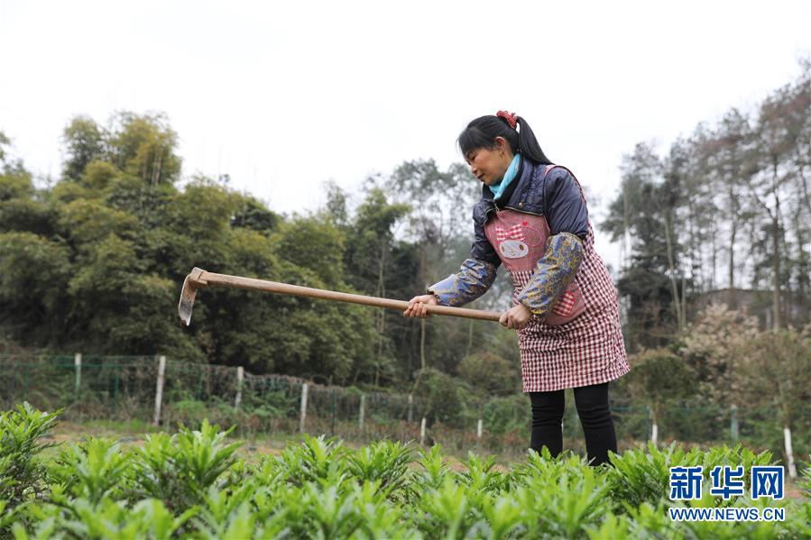 （脫貧攻堅(jiān)·圖文互動(dòng)）（2）花田喜事