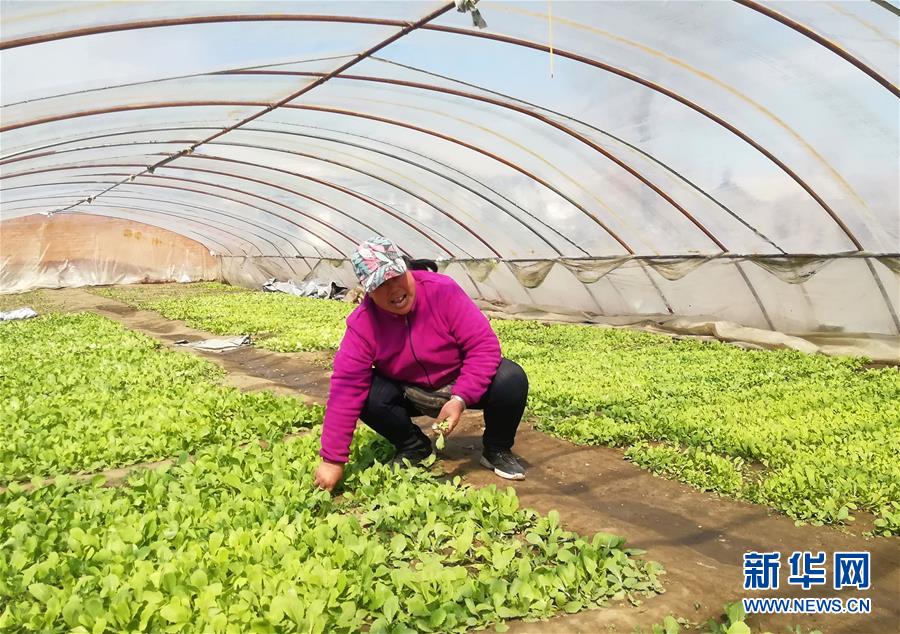 （在習(xí)近平新時代中國特色社會主義思想指引下——新時代新作為新篇章·圖文互動）（3）“黑三星村”緣何變成示范村？——東北一小村莊的脫貧振興路 