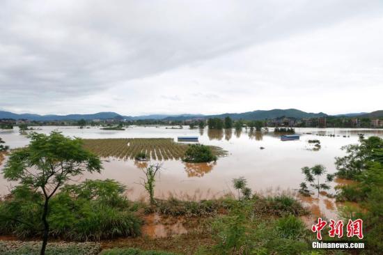 資料圖：湖南省臨武縣武水鎮(zhèn)、南強鎮(zhèn)、汾市鎮(zhèn)、水東鎮(zhèn)、金江鎮(zhèn)等鄉(xiāng)鎮(zhèn)遭遇特大暴雨襲擊，導致大量民房和農田被淹。據不完全統(tǒng)計，該縣數千戶民房被淹，數十萬畝農田、果園、煙田被淹斷收，直接經濟損失達數千萬元。災情發(fā)生后，當地政府及相關部門第一時間奔赴受災鄉(xiāng)鎮(zhèn)轉移群眾，察看災情并積極組織村民排澇自救、發(fā)放救災物資、開展保險理賠等工作。目前救災工作正在有序進行，無人員傷亡。唐盛歡 攝