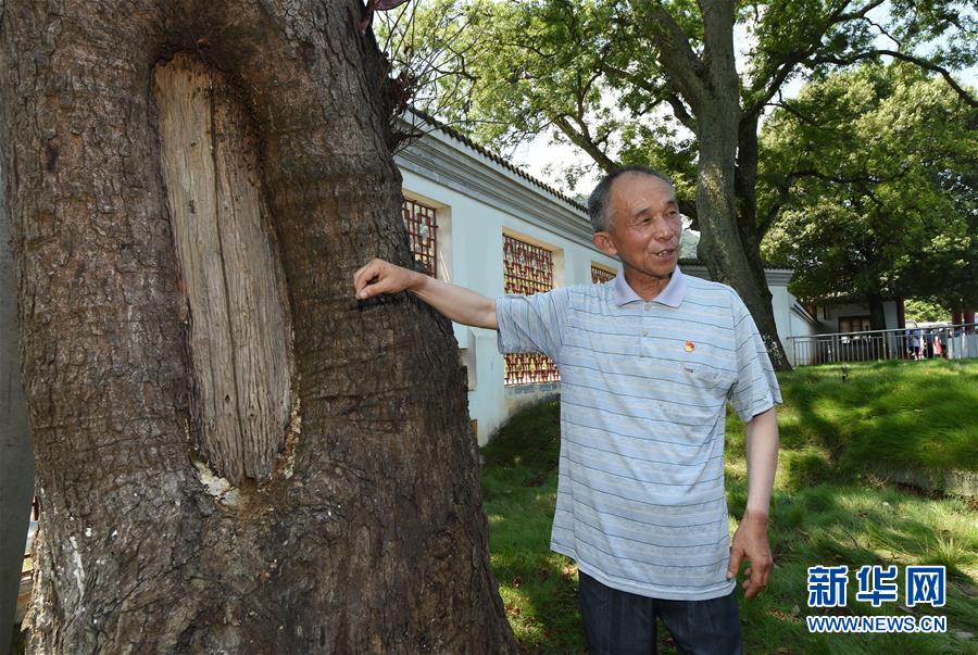 （壯麗70年·奮斗新時代——記者再走長征路·圖文互動）（2）“紅軍樹”下憶初心、守初心