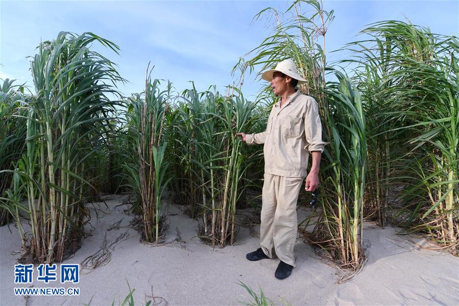 （不忘初心、牢記使命·圖文互動）（3）拳拳寸草心 濃濃報國情——記“菌草之父”林占熺