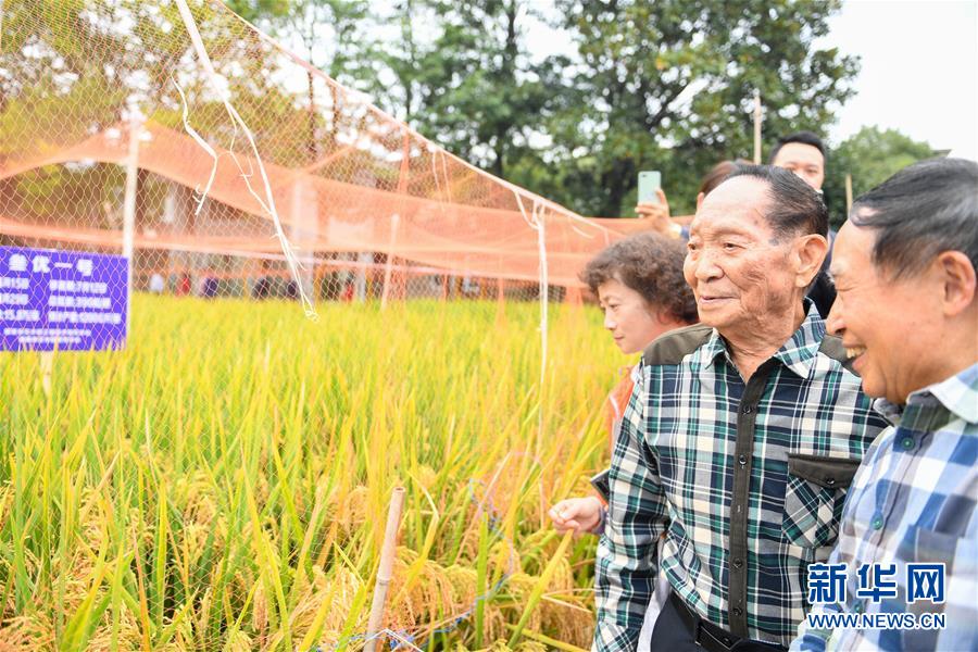 （圖文互動）（4）1046.3公斤！袁隆平第三代雜交水稻首次公開測產(chǎn)