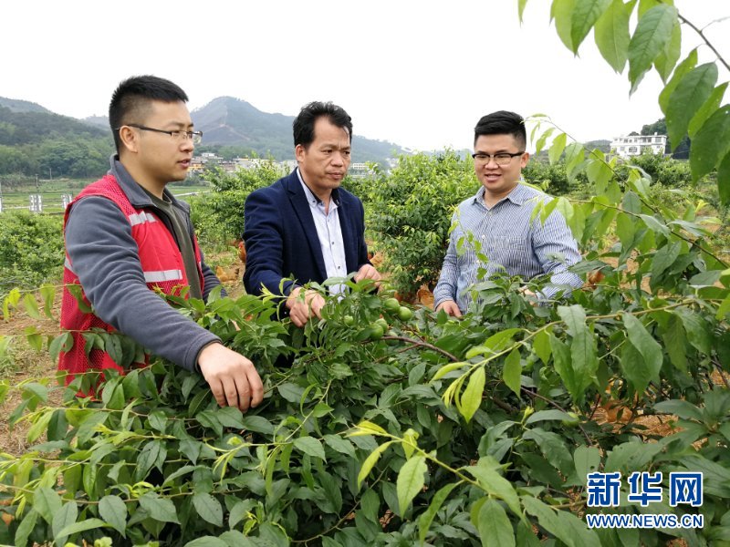 （新華全媒頭條·圖文互動）（6）八桂大地上的青春之歌——記奮戰(zhàn)在廣西脫貧攻堅(jiān)一線的“黃文秀式”干部