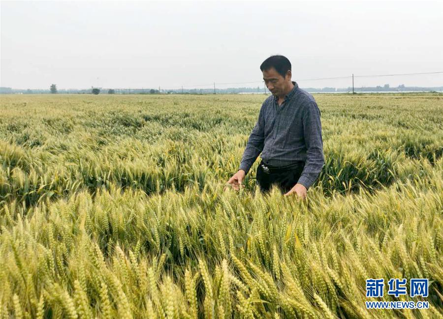 （在習(xí)近平新時代中國特色社會主義思想指引下——新時代新作為新篇章·習(xí)近平總書記關(guān)切事·圖文互動）（1）新農(nóng)事、新希望——夏收前田間新動態(tài)掃描