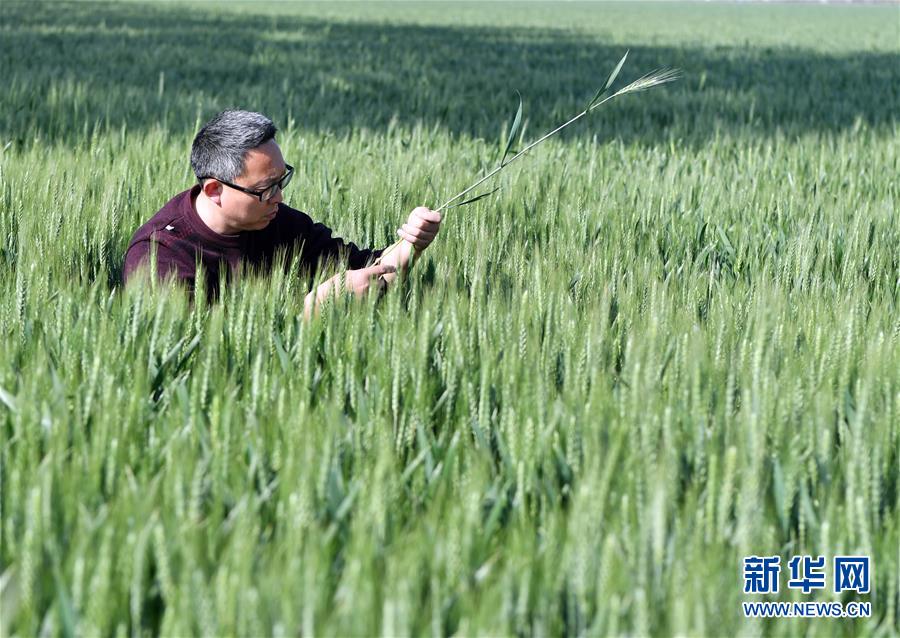 （在習(xí)近平新時代中國特色社會主義思想指引下——新時代新作為新篇章·習(xí)近平總書記關(guān)切事·圖文互動）（5）新農(nóng)事、新希望——夏收前田間新動態(tài)掃描