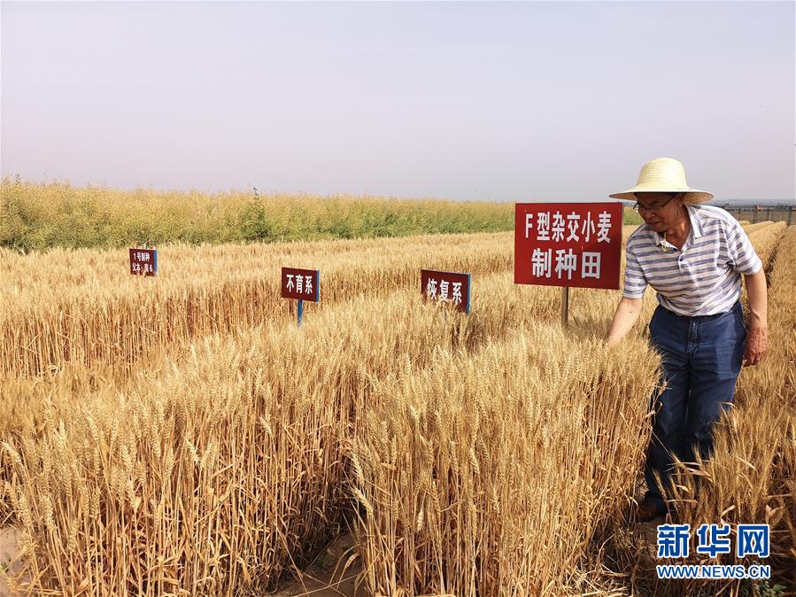 （在習(xí)近平新時(shí)代中國(guó)特色社會(huì)主義思想指引下——新時(shí)代新作為新篇章·習(xí)近平總書記關(guān)切事·圖文互動(dòng)）（3）讓百姓吃得飽還要吃得好——夯實(shí)糧食安全基礎(chǔ)端牢中國(guó)飯碗